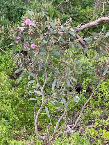 Port Lincoln mallee