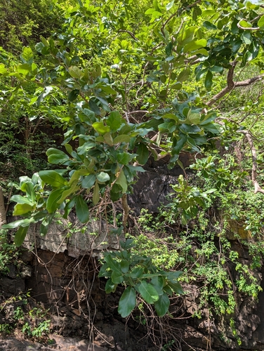 Sapindus emarginatus, photograph 3