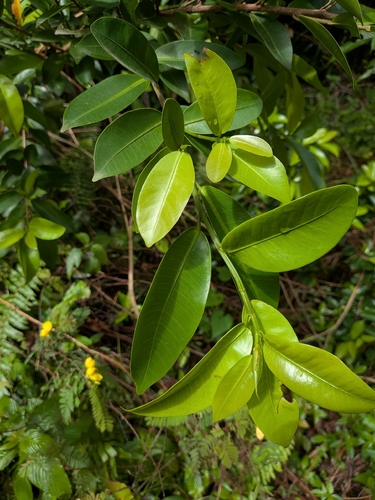Ficus americana