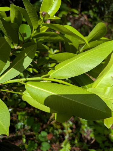 Ficus americana, photograph 2