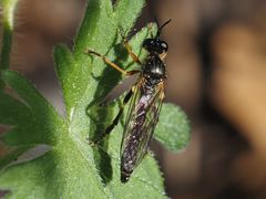 Dioctria rufipes