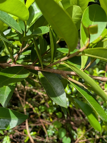Ficus americana, photograph 3