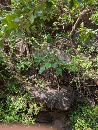 Sapindus emarginatus, photograph 5