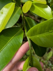 Ficus americana, photograph (c) Guillaume Delaitre, some rights reserved (CC BY)