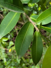 Ficus americana, photograph (c) Guillaume Delaitre, some rights reserved (CC BY)