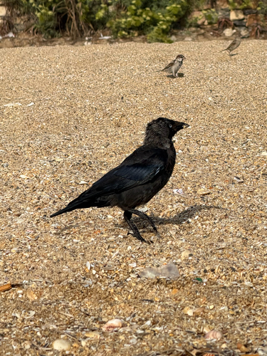 Eurasian Jackdaw