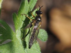 Dioctria rufipes