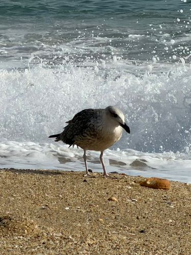 Yellow-legged Gull