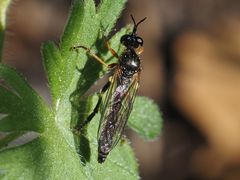 Dioctria rufipes