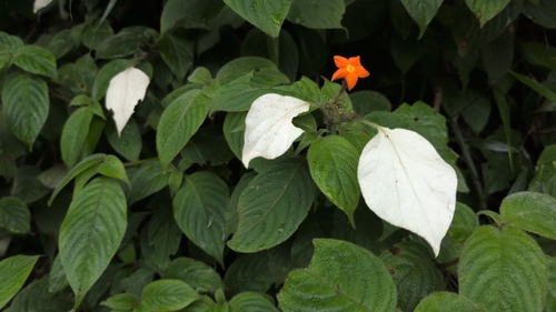 Mussaenda frondosa, photograph 2