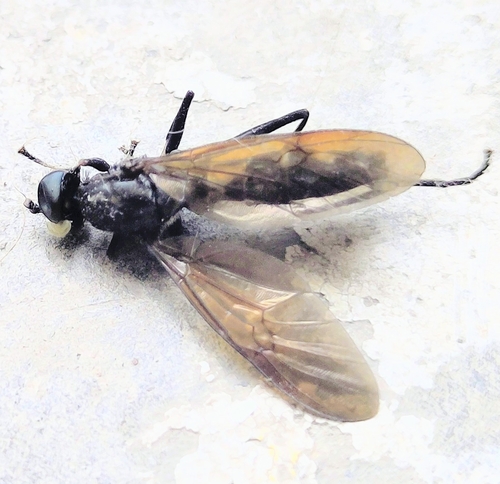 Ptecticus japonicus