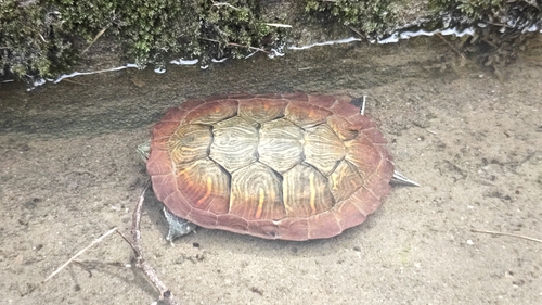 Pond Slider
