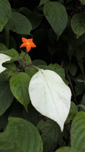 Mussaenda frondosa, photograph 3