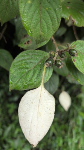 Mussaenda frondosa, photograph 4