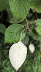 Mussaenda frondosa, photograph (c) T R Shankar Raman, some rights reserved (CC BY)