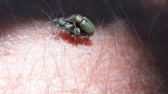 Phyllobius betulinus