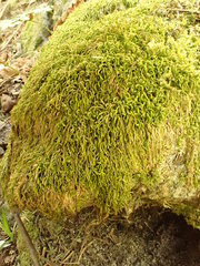 Pterigynandrum filiforme