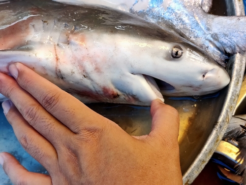 Bull Shark