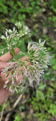 Eutrochium steelei, photograph 4