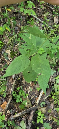 Eutrochium steelei, photograph 5