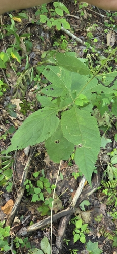 Eutrochium steelei, photograph 6
