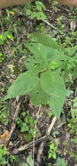 Eutrochium steelei, photograph author not stated, no rights reserved