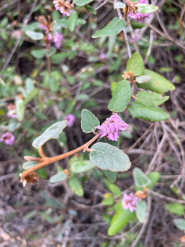 Coast Velvet-bush