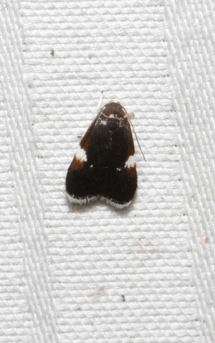 Melanella observed 2026-08-17