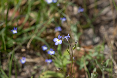 Lobelia orientalis