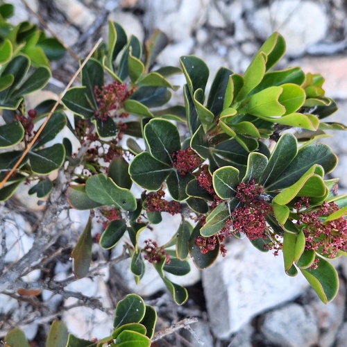 Searsia scytophylla, photograph 5