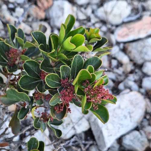 Searsia scytophylla, photograph 6