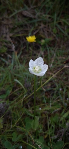 marsh grass-of-Parnassus