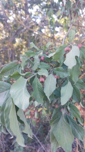 Spindle