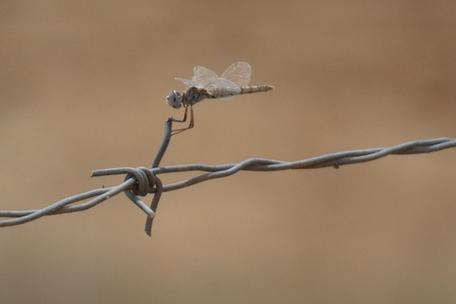 Black Pennant