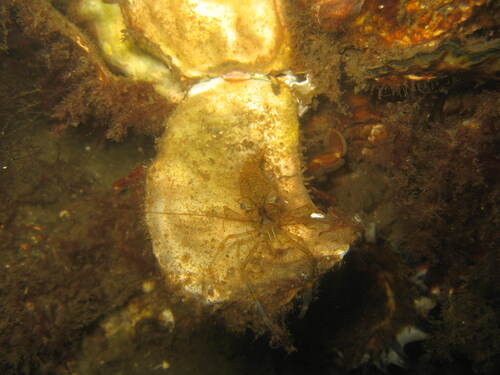 Rockpool Prawn, Schouwen-Duiveland, Netherlands, photo 4 of 10