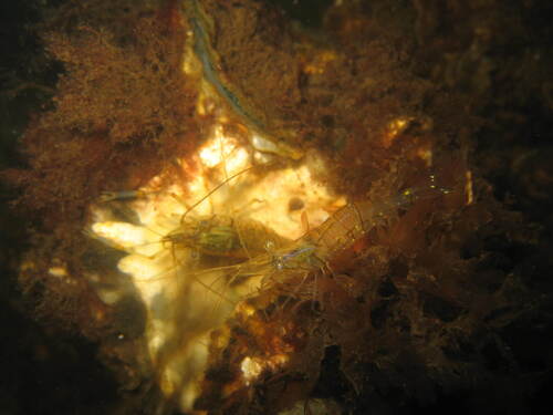 Rockpool Prawn, Schouwen-Duiveland, Netherlands, photo 5 of 10