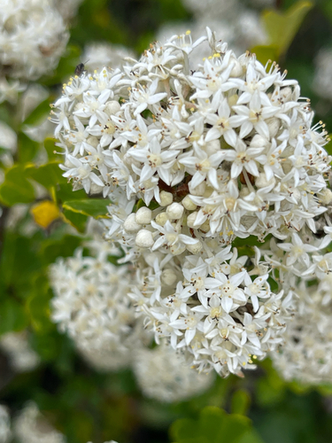wedge-leaved pomaderris