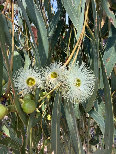 Northern Stringybark