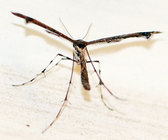 Anstenoptilia