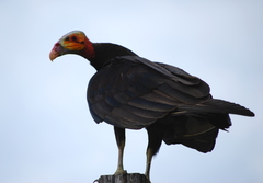 Cathartes burrovianus burrovianus