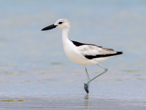 iNaturalist image