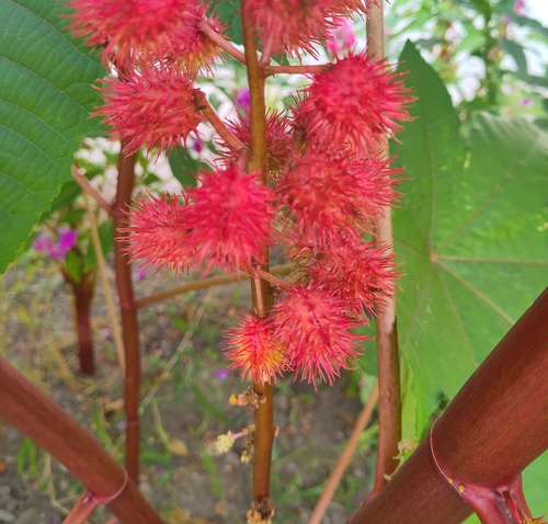 castor bean