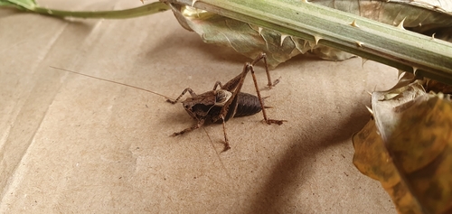 Dark Bush-cricket