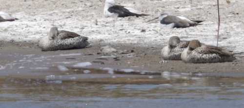 iNaturalist: (c) kevjans74, some rights reserved (CC BY-NC), uploaded by kevjans74 iNaturalist image