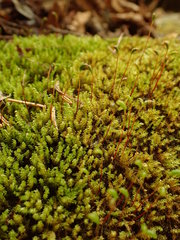 Hygrohypnum luridum