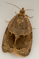 Clepsis dumicolana