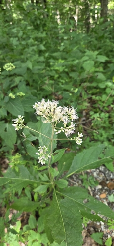 Eutrochium steelei