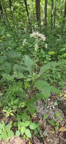 Eutrochium steelei, photograph 2