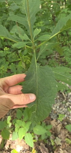 Eutrochium steelei, photograph 3