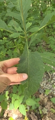 Eutrochium steelei, photograph author not stated, no rights reserved